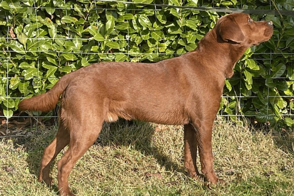 Harvey: Dark Fox Red showlijn Labrador dekreu met stamboom., Dieren en Toebehoren, Reu, CDV (hondenziekte), 1 tot 2 jaar, Eén hond