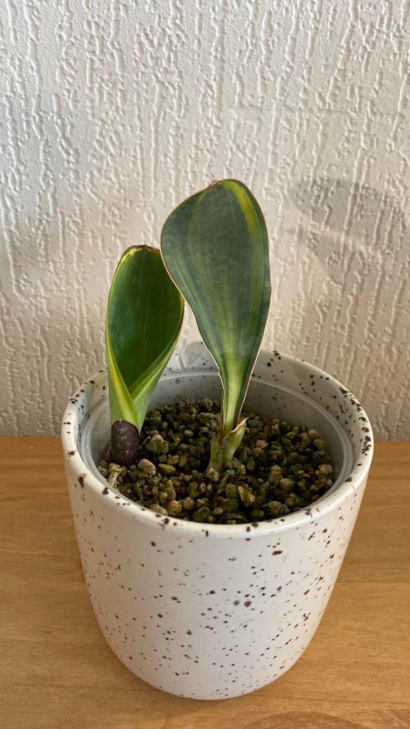 Draceana/Sansevieria Masoniana Variegata, Ophalen of Verzenden, Halfschaduw, Minder dan 100 cm