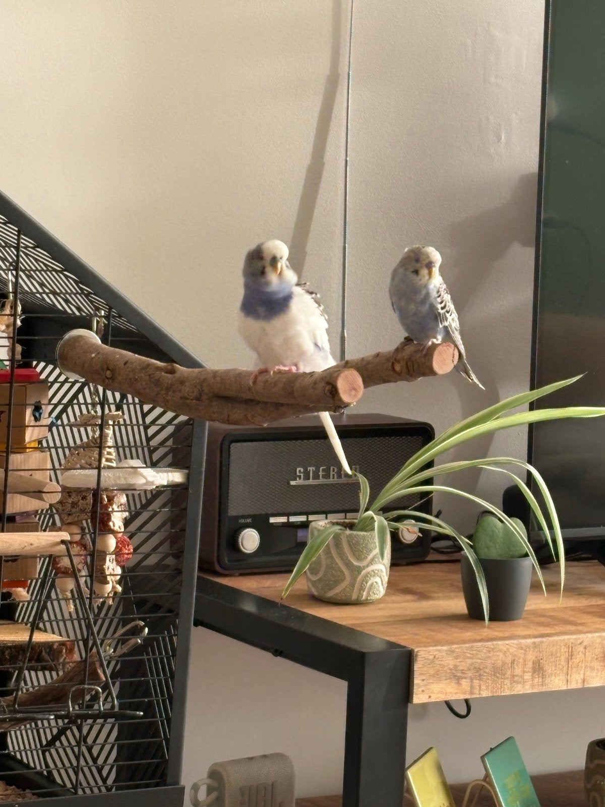 Twee grasparkietjes met kooi, Dieren en Toebehoren, Mannelijk, Geringd