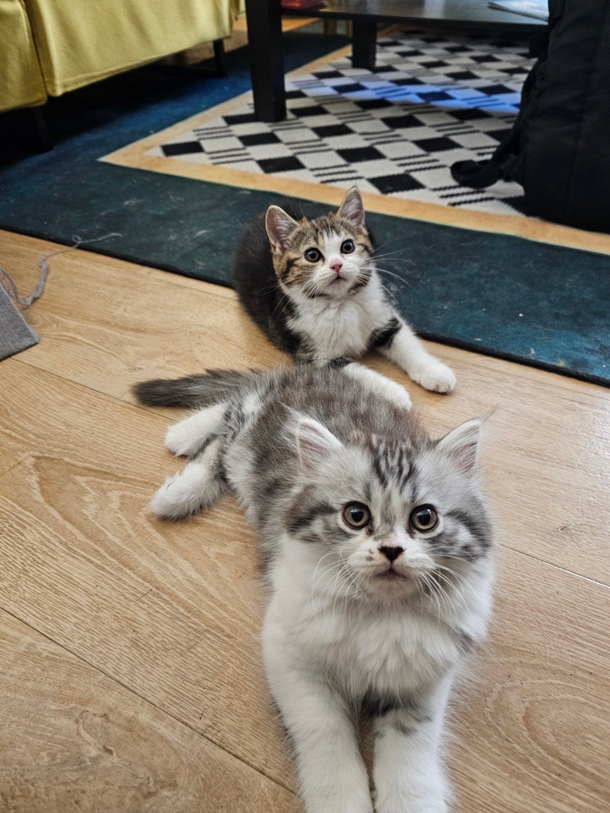 Twee schattige Britse kittens zoeken een liefdevol thuis!, Dieren en Toebehoren, Meerdere dieren