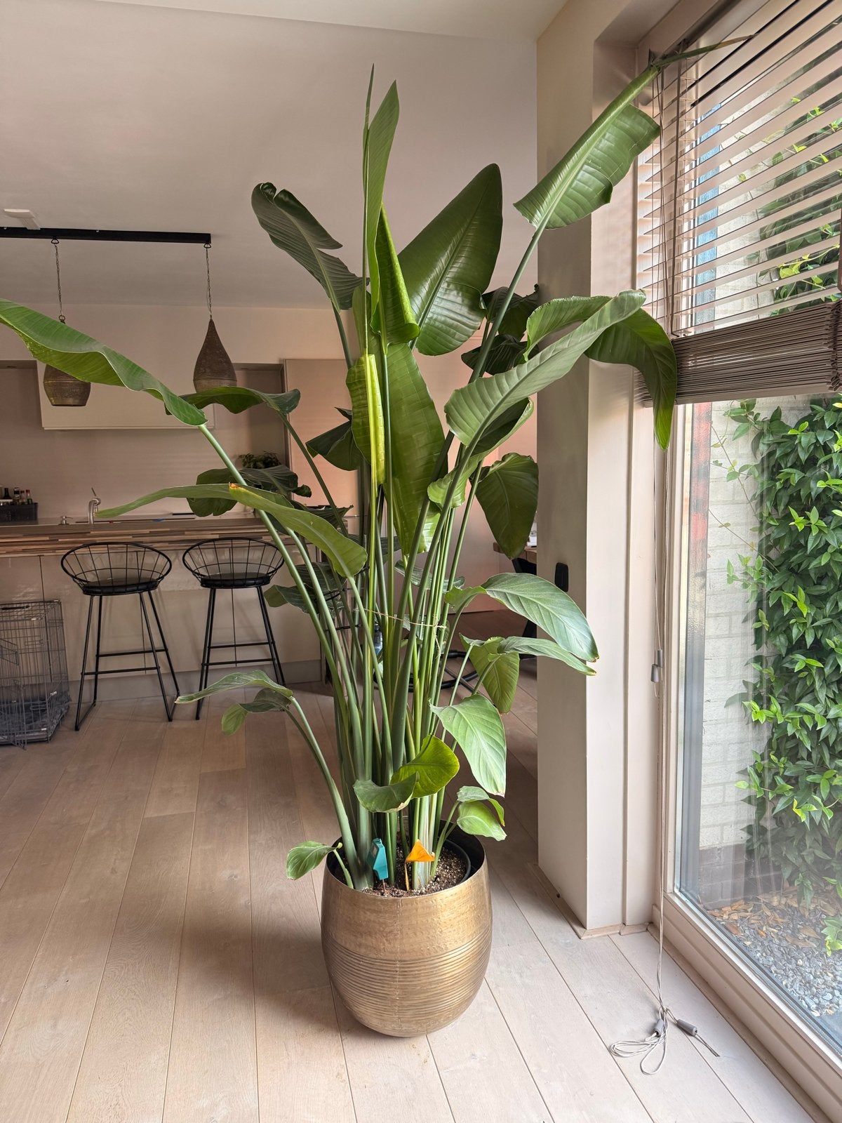 Grote plant Strelitzia in gouden pot, Ophalen, Vaste plant