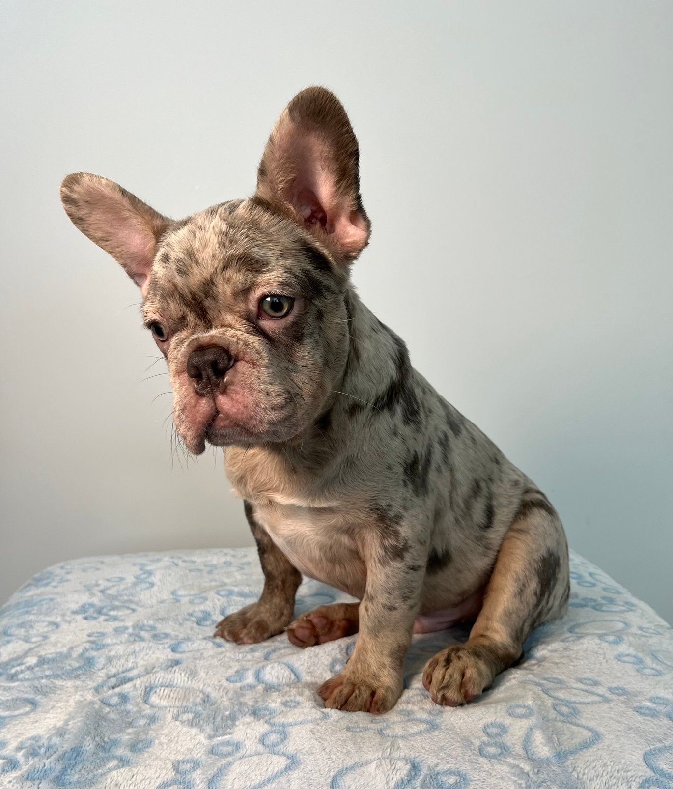 Twee hele mooie raszuivere Franse Bulldog merle pups, 15 weken tot 1 jaar, Buitenland, Bulldog, Meerdere