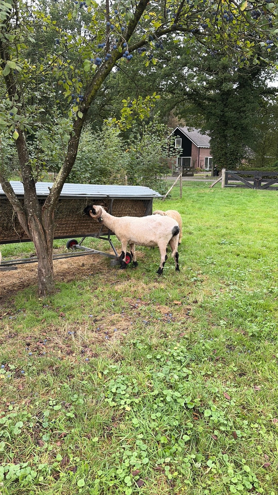 Wallischer schwarznase ooi, Vrouwelijk, Geit