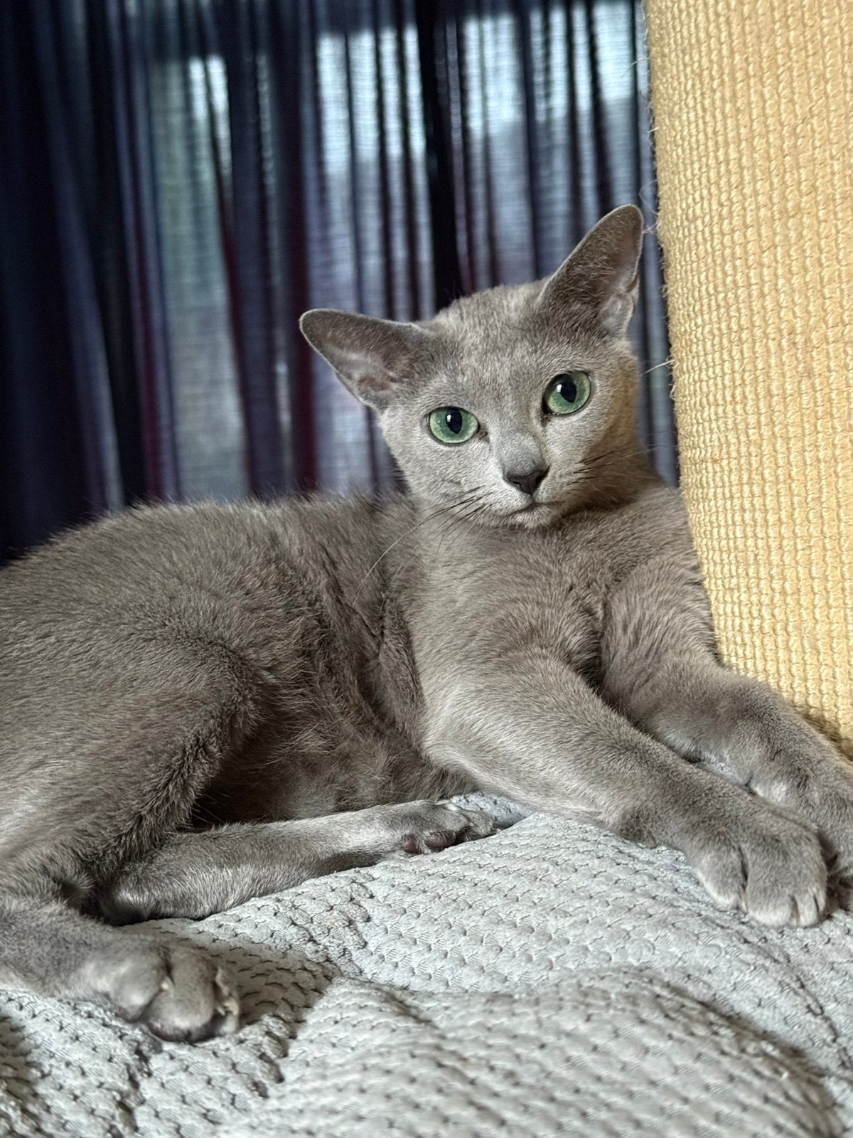 Blauwe rus kitten, Meerdere dieren, Ontwormd