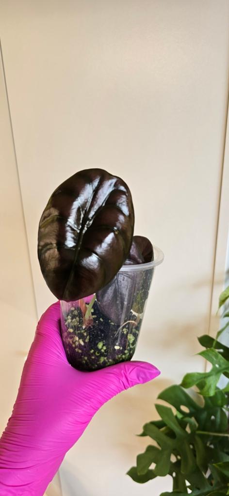 Alocasia baby cuprea red secret, Ophalen of Verzenden, Halfschaduw, Minder dan 100 cm