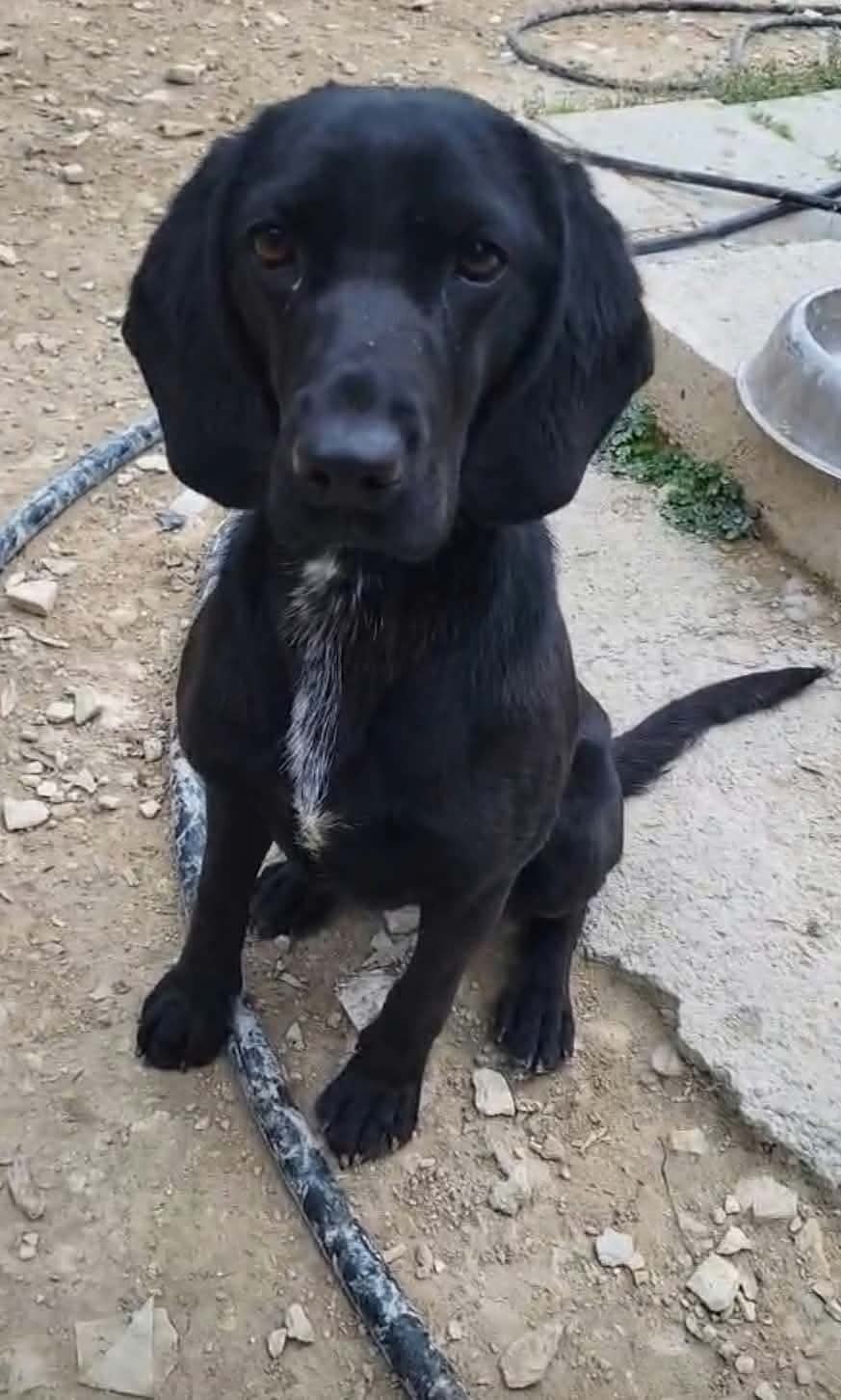 Tess verblijft in Cyprus, 15 weken tot 1 jaar, Buitenland, Teef, Eén hond