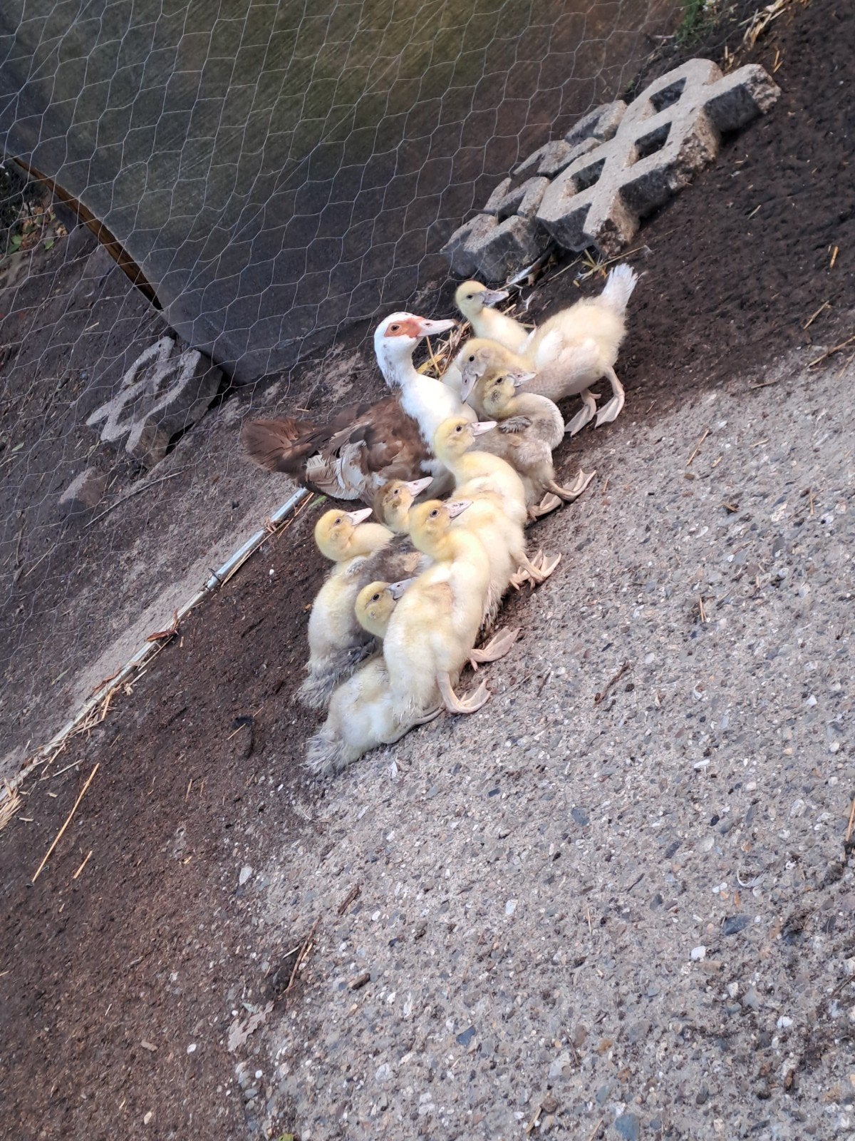 muskus eenden, Dieren en Toebehoren, Pluimvee, Meerdere dieren, Eend