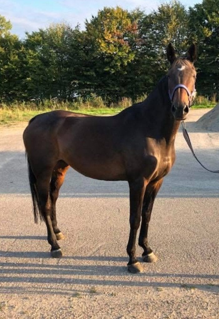 TE Koop 18j Merrie, Dieren en Toebehoren, Stalling en Weidegang