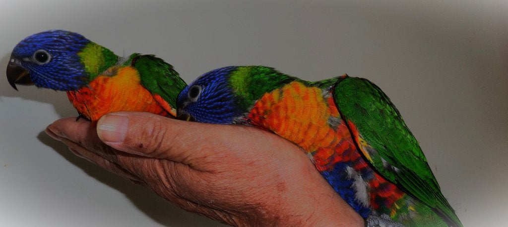 Lori van de blauwe bergen +DNA Certificaat broedrijpe koppel, Dieren en Toebehoren, Meerdere dieren, Papegaai, Geringd