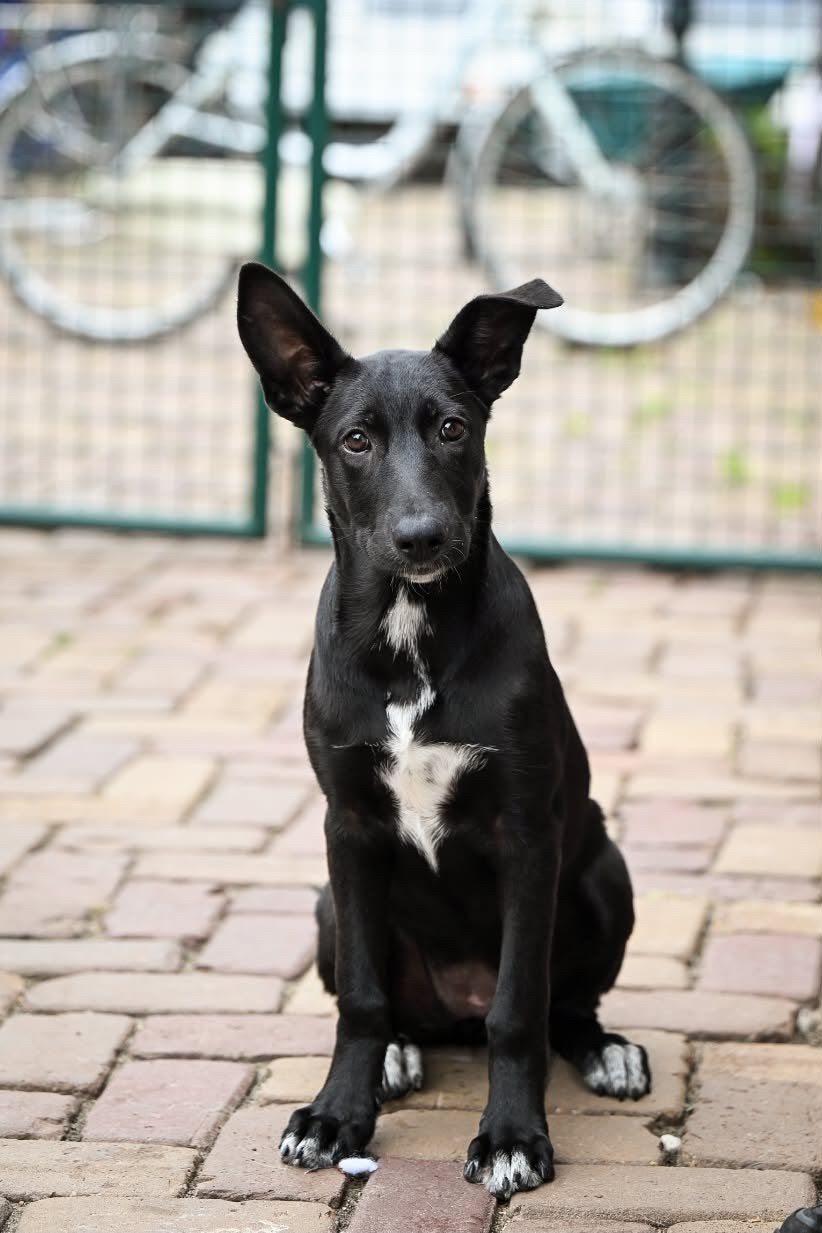 Daya, zwarte herder mix pup teef 5 maanden, Particulier, 15 weken tot 1 jaar, Buitenland, Teef