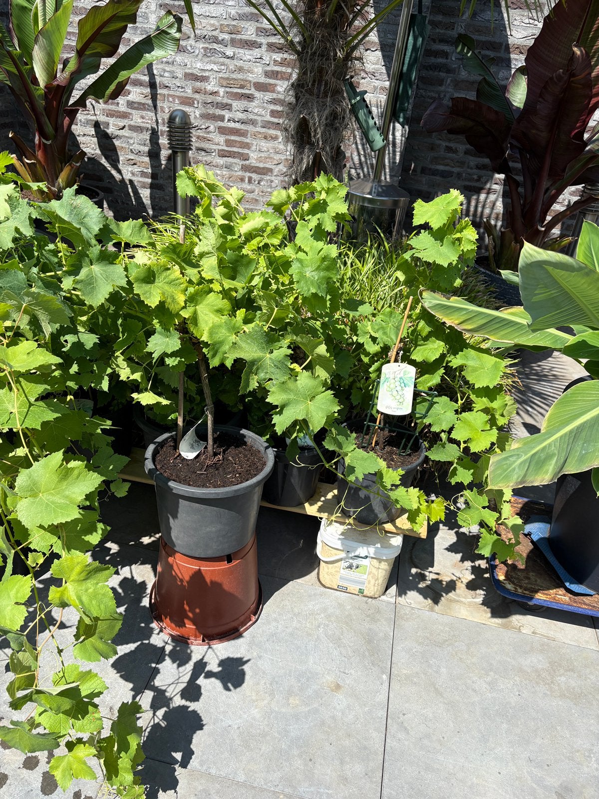Vele mooie druivenplanten in pot aangeboden!!, Tuin en Terras, Planten | Fruitbomen, Ophalen, Minder dan 100 cm, Overige soorten