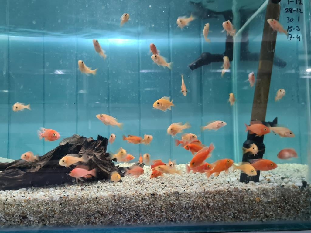 Aulonocara Dragon Blood Malawi Cichliden, Dieren en Toebehoren, Vissen | Aquariumvissen, Vis, Zoetwatervis