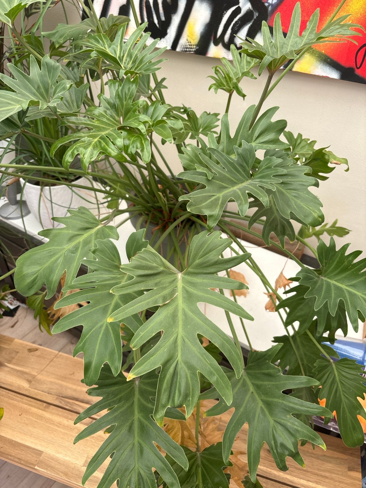 Philodendron selloum - Grote en weelderige kamerplant, Tuin en Terras, Planten | Tuinplanten, Vaste plant, Bloeit niet, Halfschaduw