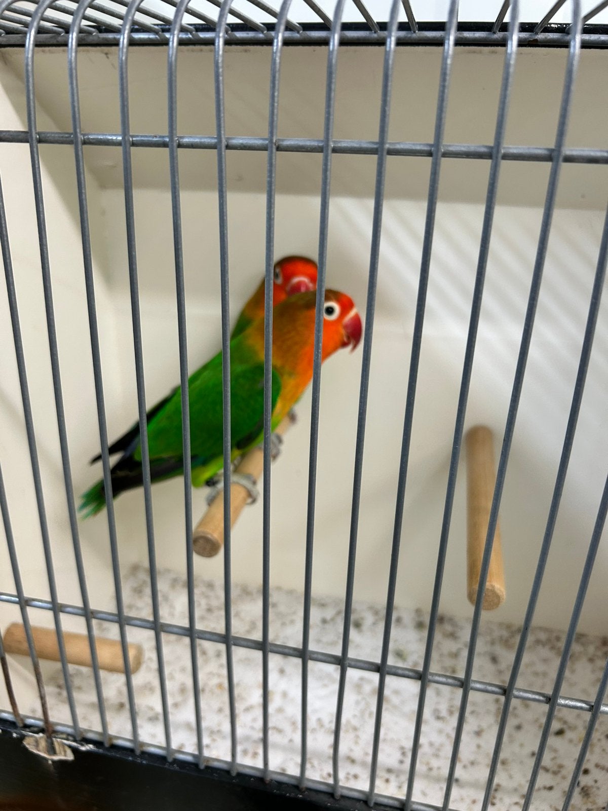 Koppel wildkleur Agapornis Fischeri, Dieren en Toebehoren, Vogels | Parkieten en Papegaaien, Meerdere dieren, Dwergpapegaai of Agapornis