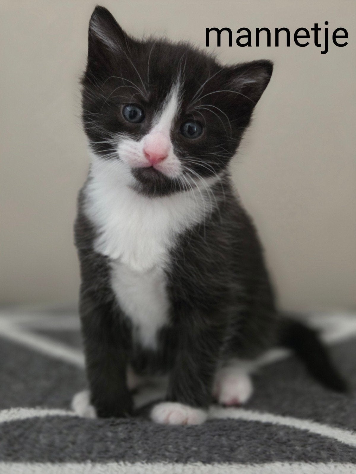 Kittens, Dieren en Toebehoren