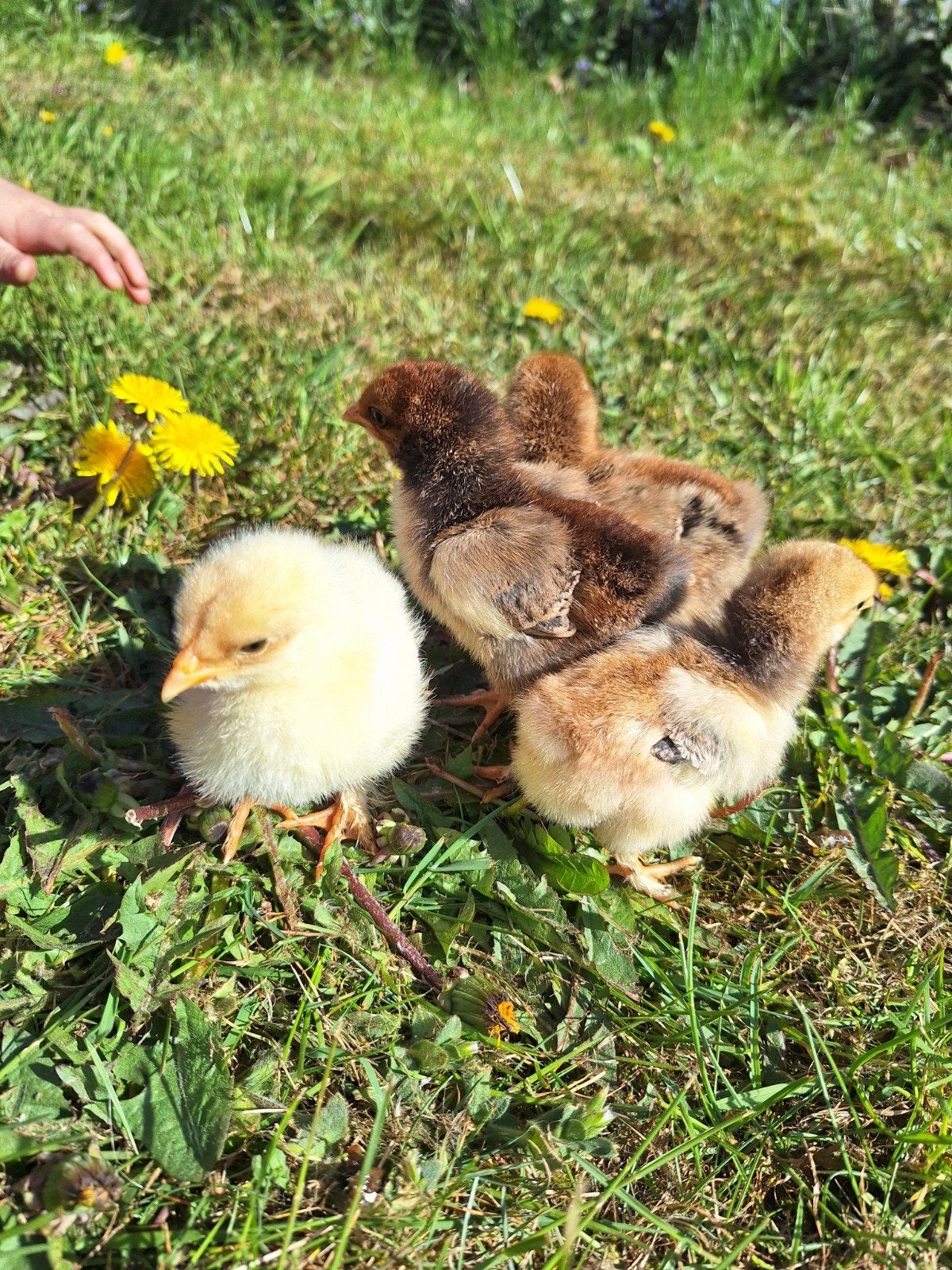 Brahma hen kuikens, Dieren en Toebehoren, Pluimvee, Vrouwelijk, Kip