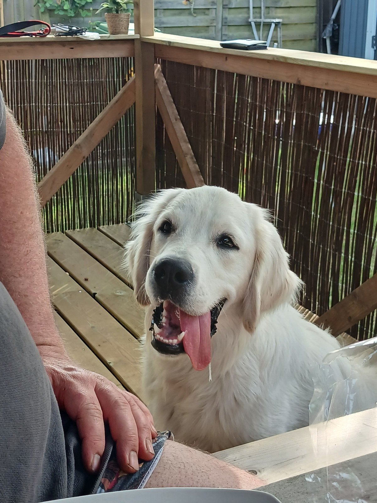 Golden retriever, Dieren en Toebehoren, Honden | Retrievers, Spaniëls en Waterhonden, Golden retriever, 15 weken tot 1 jaar, Reu