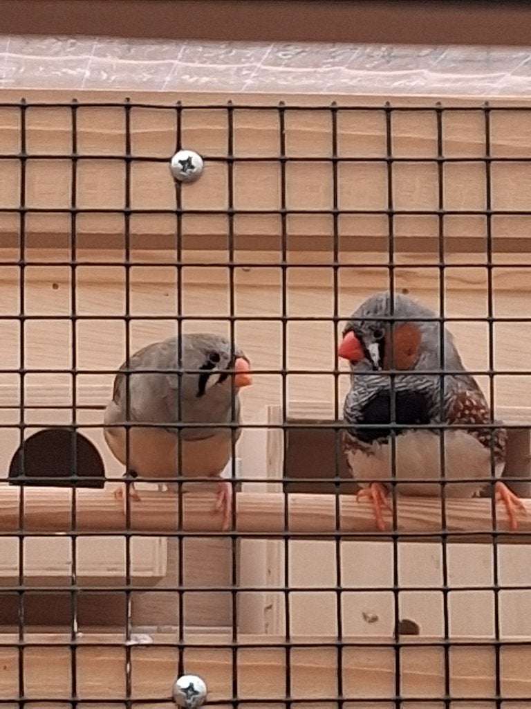7 Zebravinken, Dieren en Toebehoren, Meerdere dieren, Tropenvogel