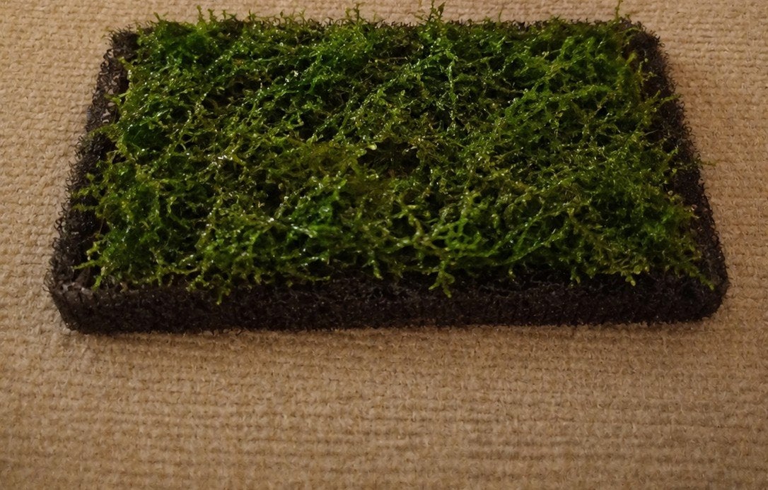 taxiphyllum barbieri javamos, Ophalen of Verzenden, Plant(en), Steen of Hout