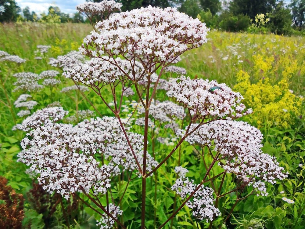 Echte valeriaan  - Valeriana officinalis te koop, Ophalen, Vaste plant, Overige soorten, Volle zon