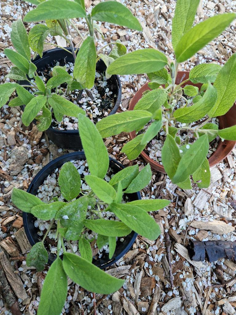 Salie planten tuinplant, Ophalen, Overige soorten, Volle zon