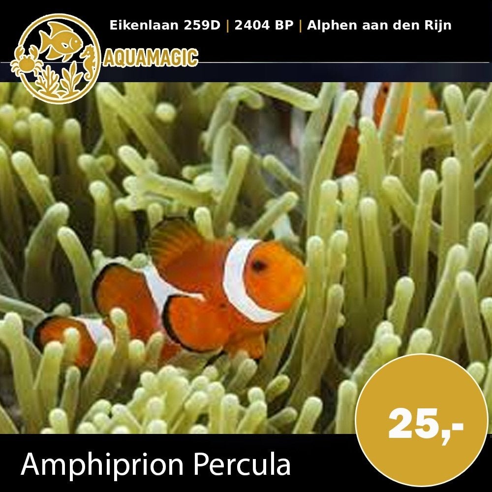 amphiprion percula, Dieren en Toebehoren, Vissen | Aquariumvissen, Vis, Zoutwatervis