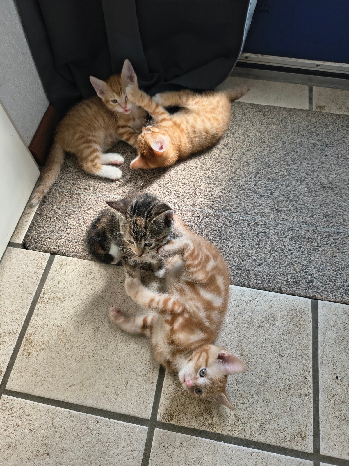 5 kittens