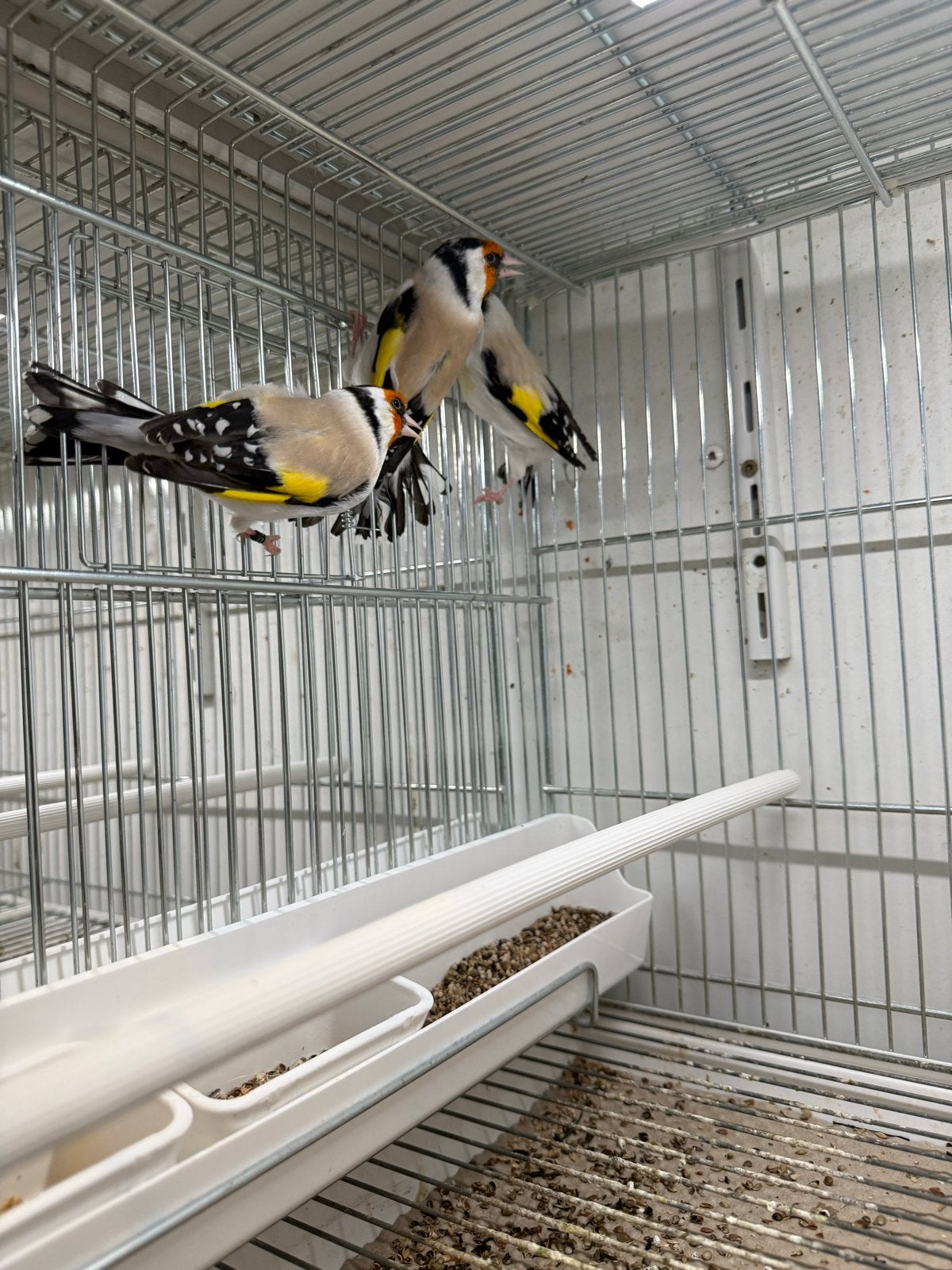Majoor putter mannen eumo met papieren 125 per stuk, Dieren en Toebehoren, Mannelijk, Wildzangvogel, Geringd