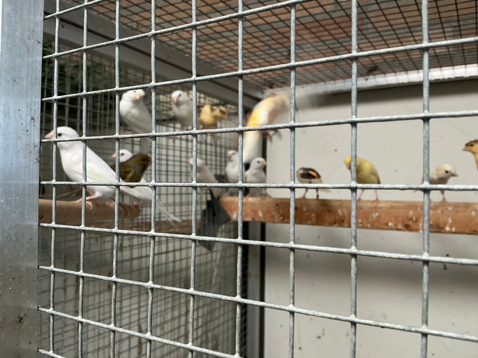 Kanaries wit, harlekijn, geel., Dieren en Toebehoren, Vogels | Kanaries, Meerdere dieren, Kleurkanarie