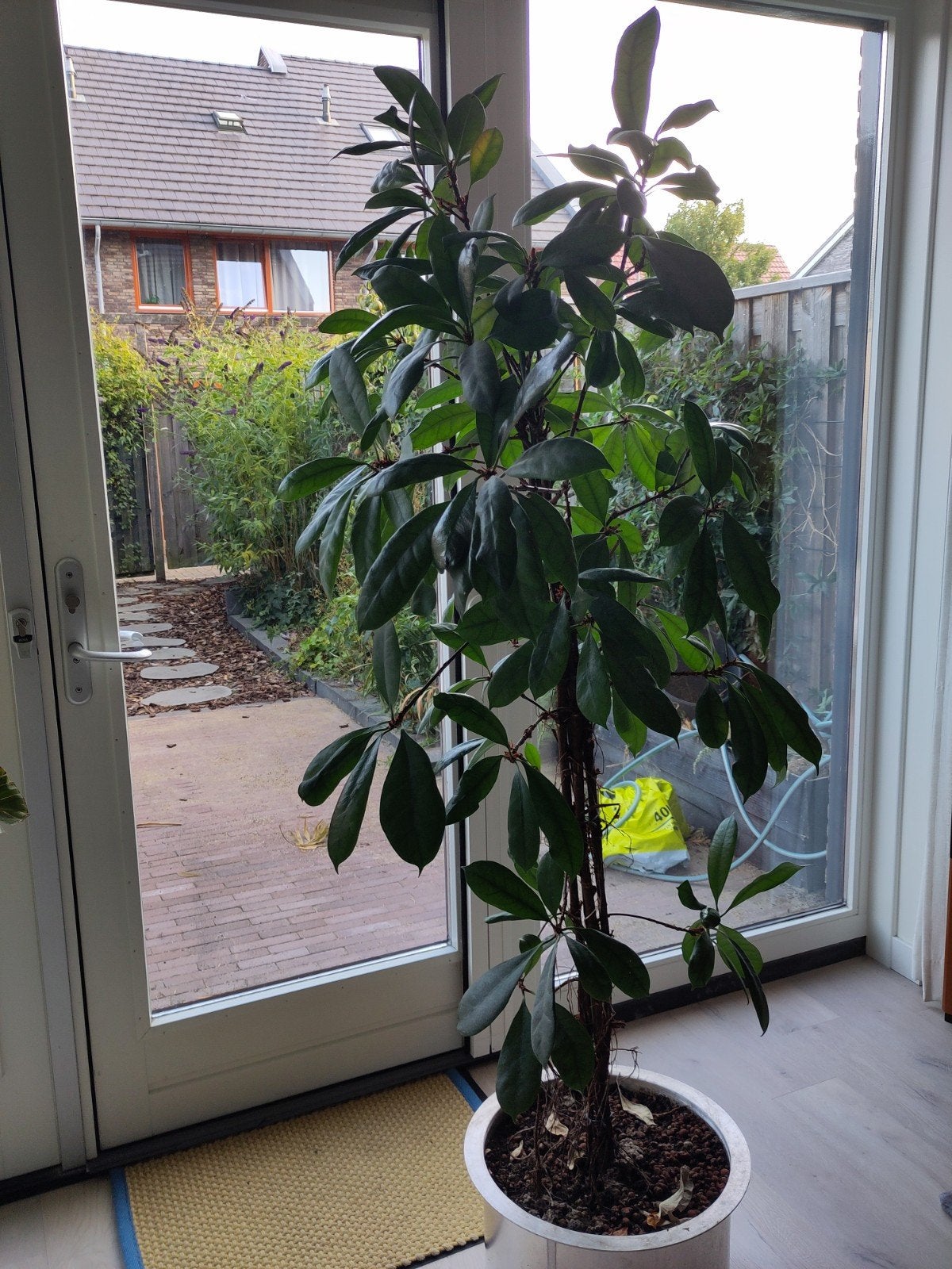 Grote Schefflera (vingersboom) met pot - grote kamerplant, Huis en Inrichting, Kamerplanten, Ophalen, Ficus, Halfschaduw, In pot