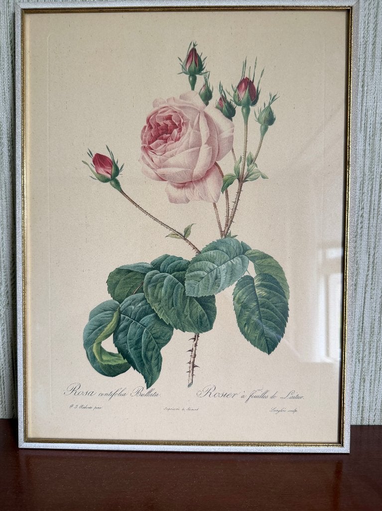 Rosa centifolia Bullata - Pierre Joseph Redouté, Antiek en Kunst, Kunst | Schilderijen | Klassiek, Ophalen, Acrylverf, Stilleven