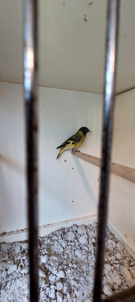 Zwartkopsijs Man, Dieren en Toebehoren, Vogels | Overige Vogels, Mannelijk, Wildzangvogel, Geringd