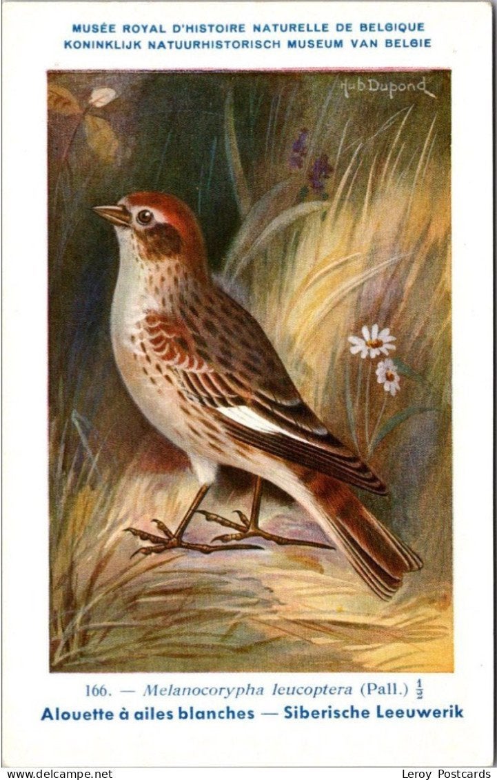 Siberische Leeuwerik / Siberian Lark – Nº 166 – (KBIN), Verzamelen, Verzenden, 1940 tot 1960, Ongelopen, Vogel