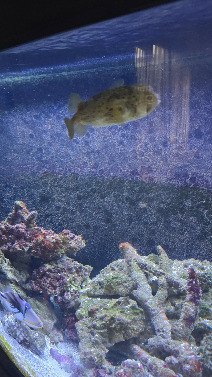 Diodon Holocanthus egel vis, Vis