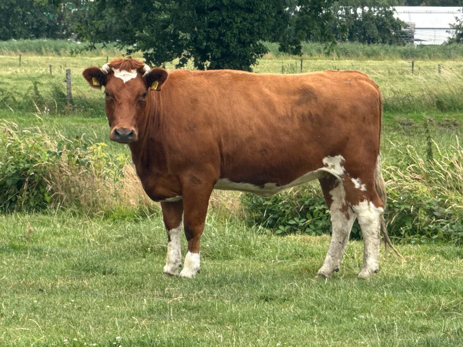 2 brandrode vaarsen te koop, Dieren en Toebehoren, Runderen, Mannelijk