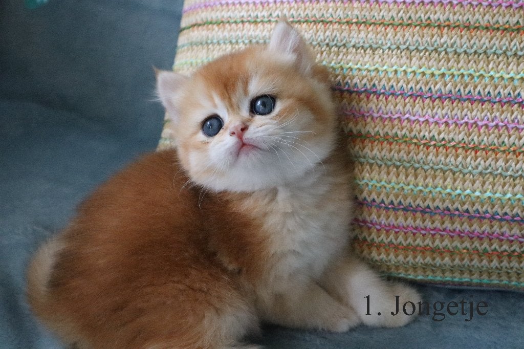 Britse Golden Shaded kittens, Dieren en Toebehoren, Katten en Kittens | Raskatten | Korthaar, Meerdere dieren, Ontwormd, 0 tot 2 jaar
