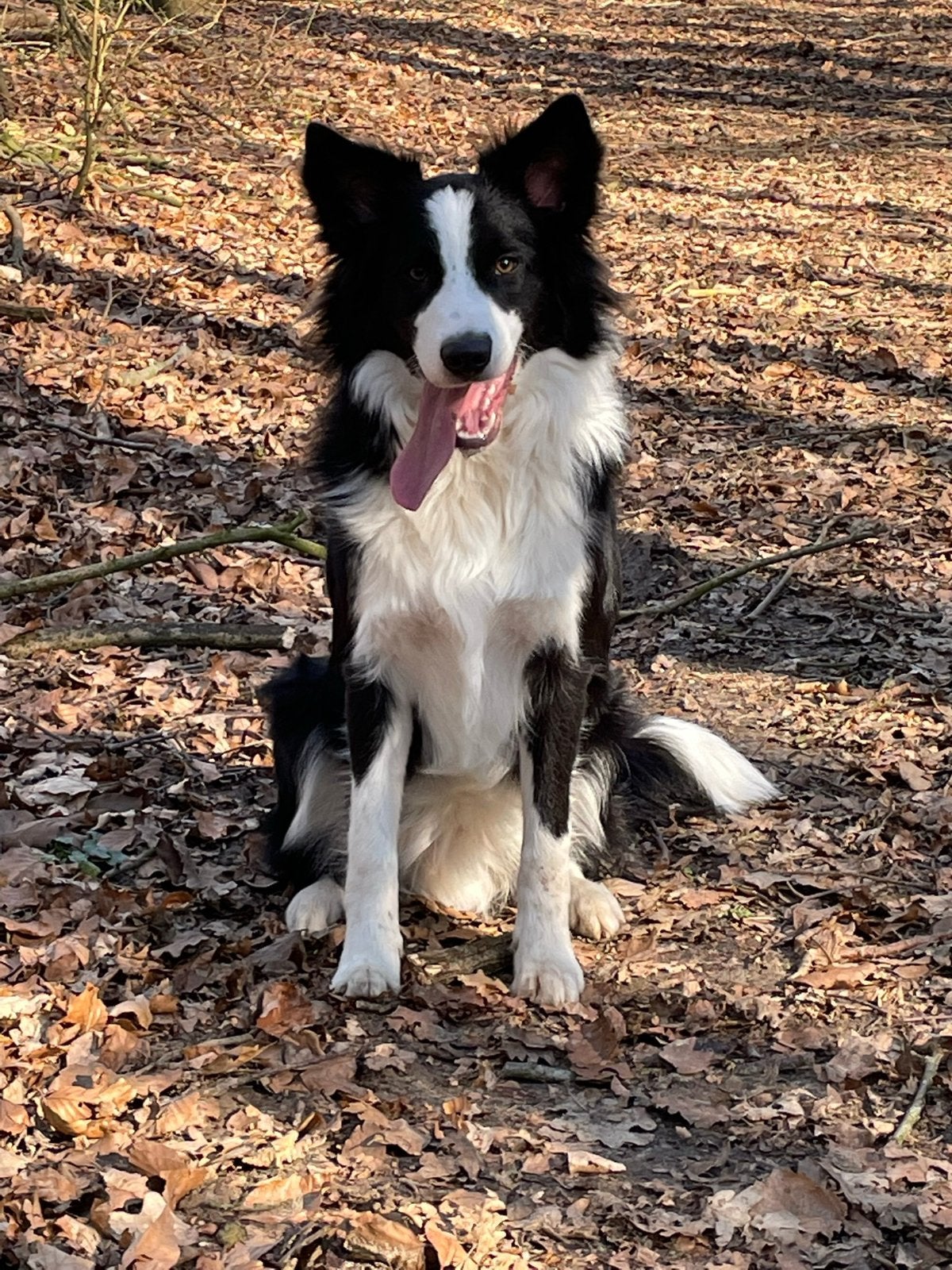 Dekreu Bordercollie (niet te koop), Reu, Eén hond, CDV (hondenziekte), 3 tot 5 jaar