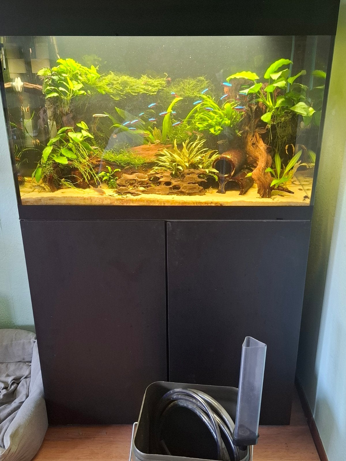 compleet aquarium, Dieren en Toebehoren, Vis, Zoetwatervis, Schoolvis