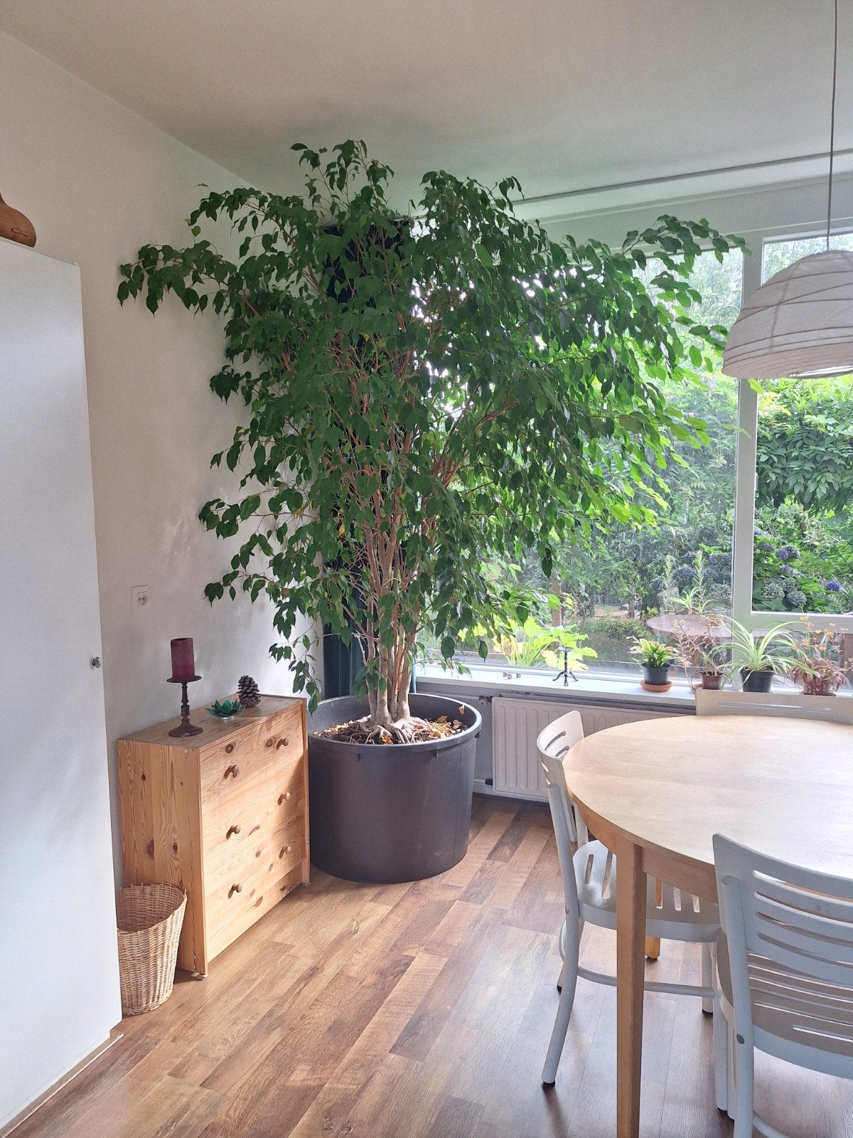 Kamerhoge ficus, Ophalen, Ficus, Halfschaduw