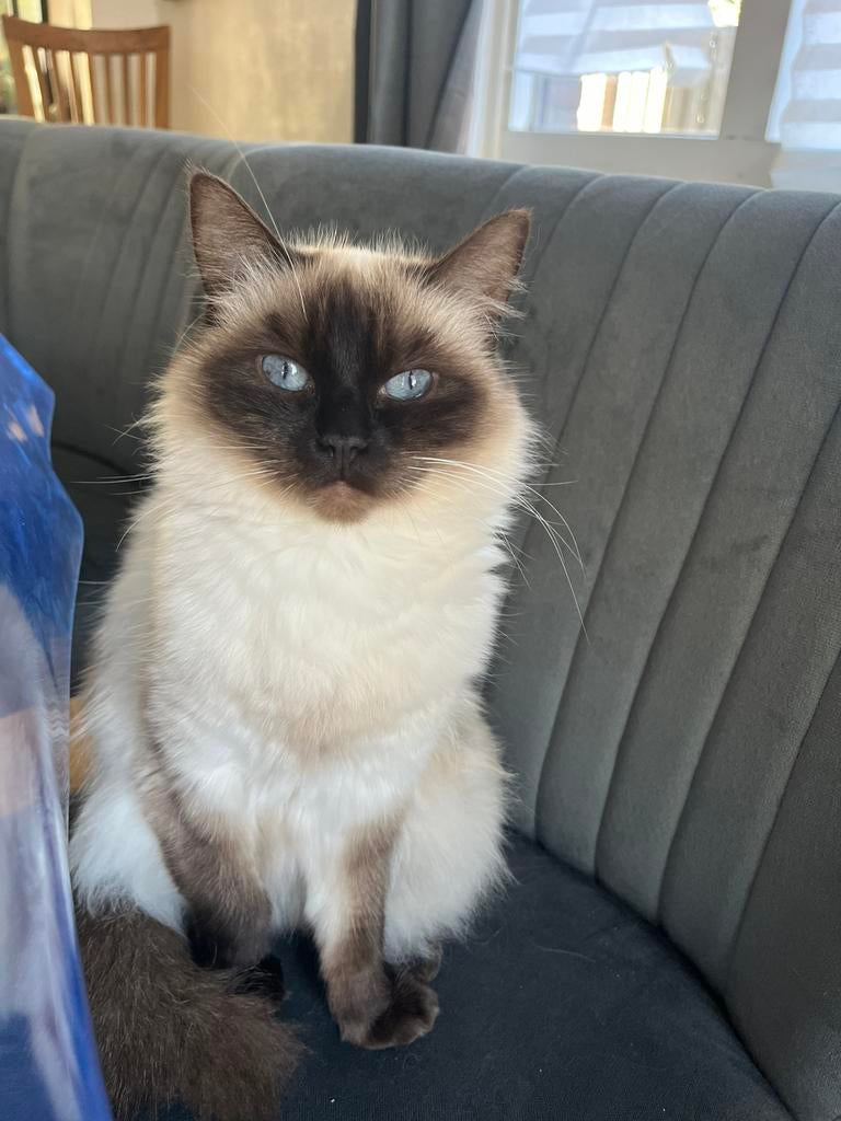 Ragdoll herplaatsers, Poes, Gechipt