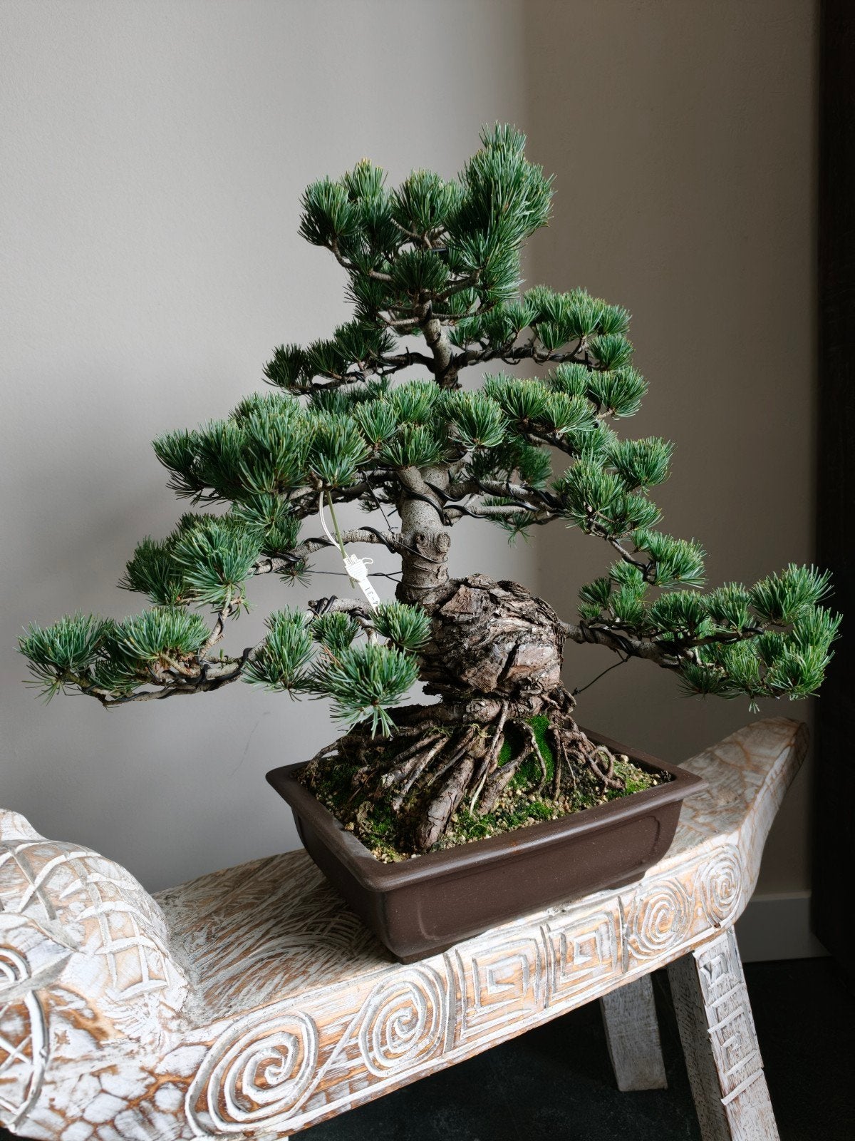Pinus Parviflora Bonsai 50cm (Japan), Tuin en Terras, Ophalen, Bloeit niet, Halfschaduw, Overige soorten