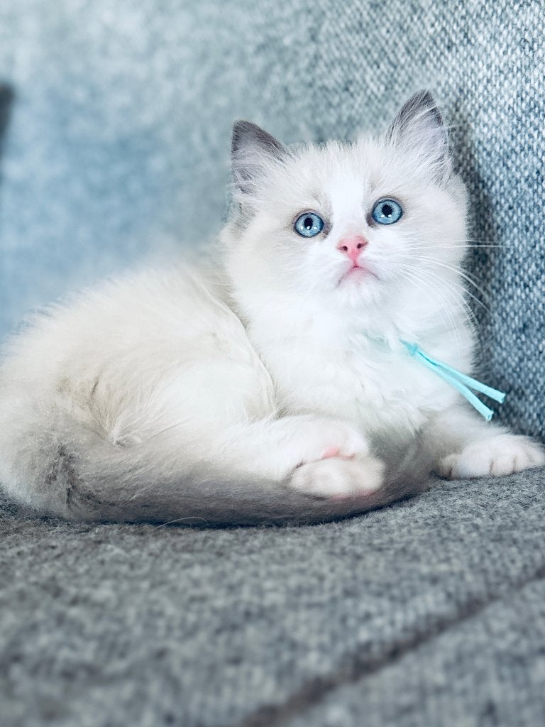 4  Ragdoll kittens katertjes (mogen vanaf nu verhuizen), Meerdere dieren, Met stamboom, 0 tot 2 jaar