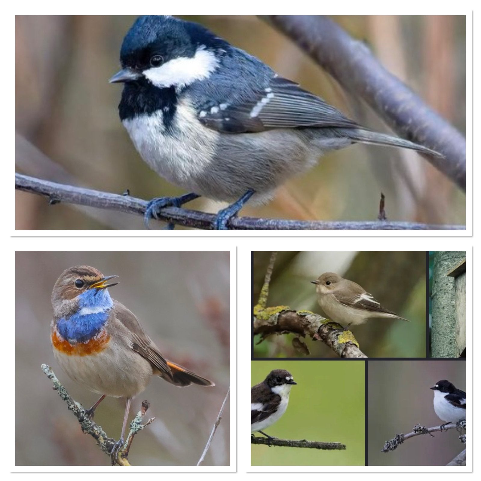 Gezocht wildzang vogels, Dieren en Toebehoren, Vogels | Overige Vogels, Meerdere dieren, Wildzangvogel, Geringd