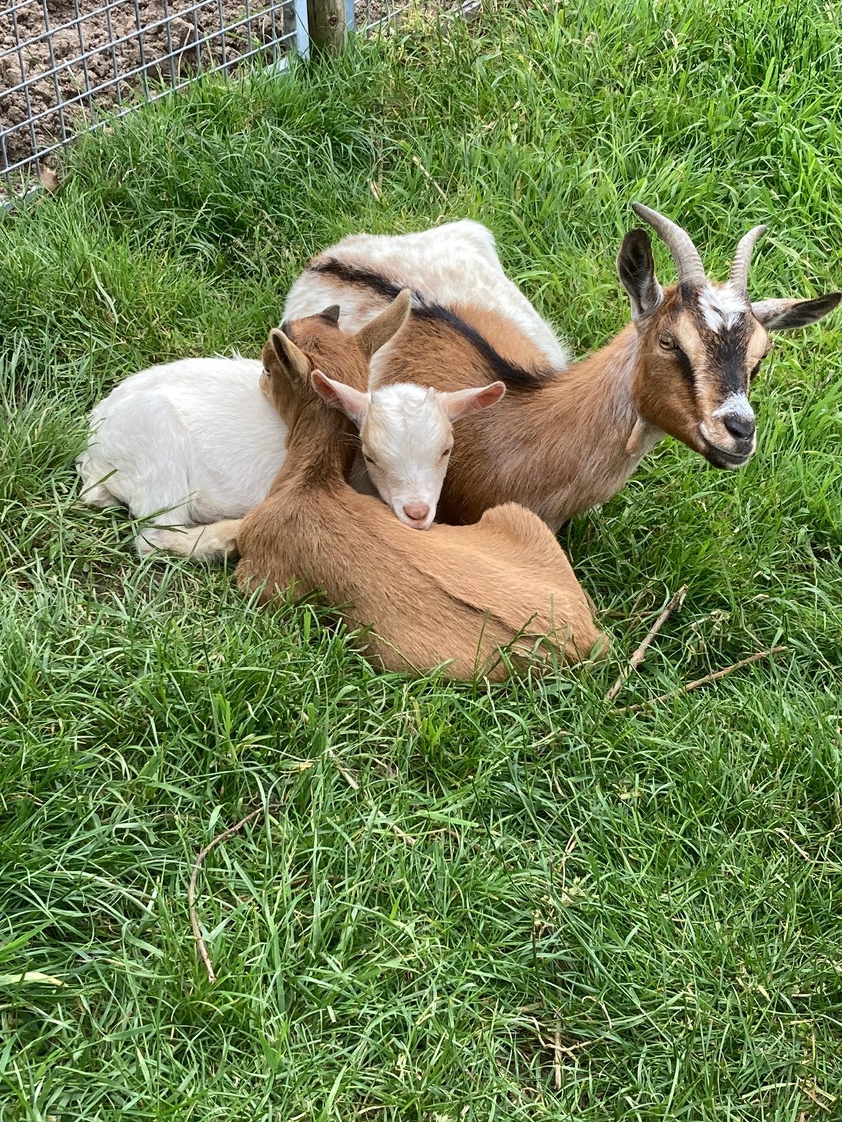Jonge  gecastreerde geiten te koop., Dieren en Toebehoren, Mannelijk, Geit