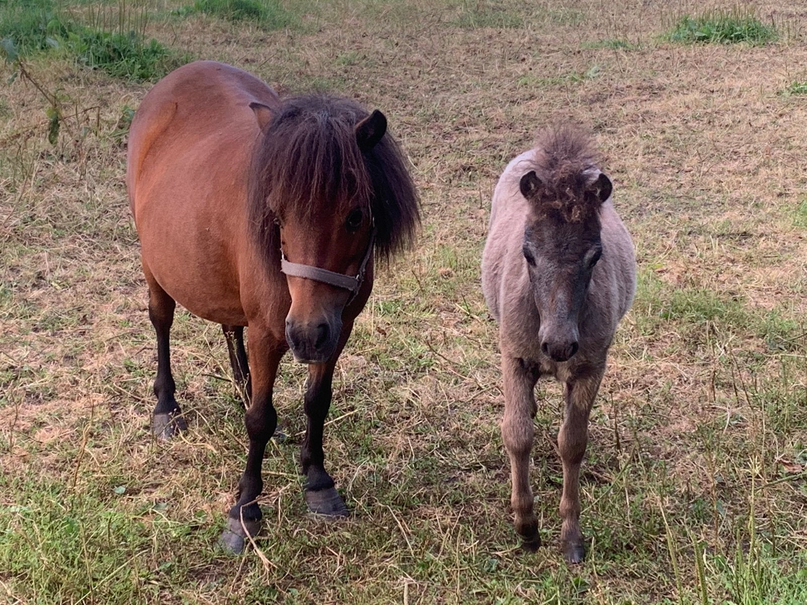 Merrie met merrie veulen!‼️, Dieren en Toebehoren, Merrie, A pony (tot 1.17m), Gechipt, Onbeleerd