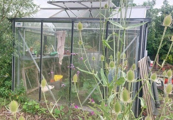Dave Storm kas, broeikas, 2.20 bij 3m, Tuin en Terras, Ophalen, Glas, Gebruikt, Staal