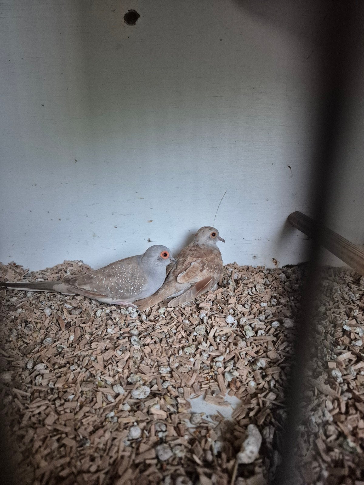 Diamant duifje tekoop popje, Dieren en Toebehoren, Vogels | Overige Vogels, Meerdere dieren