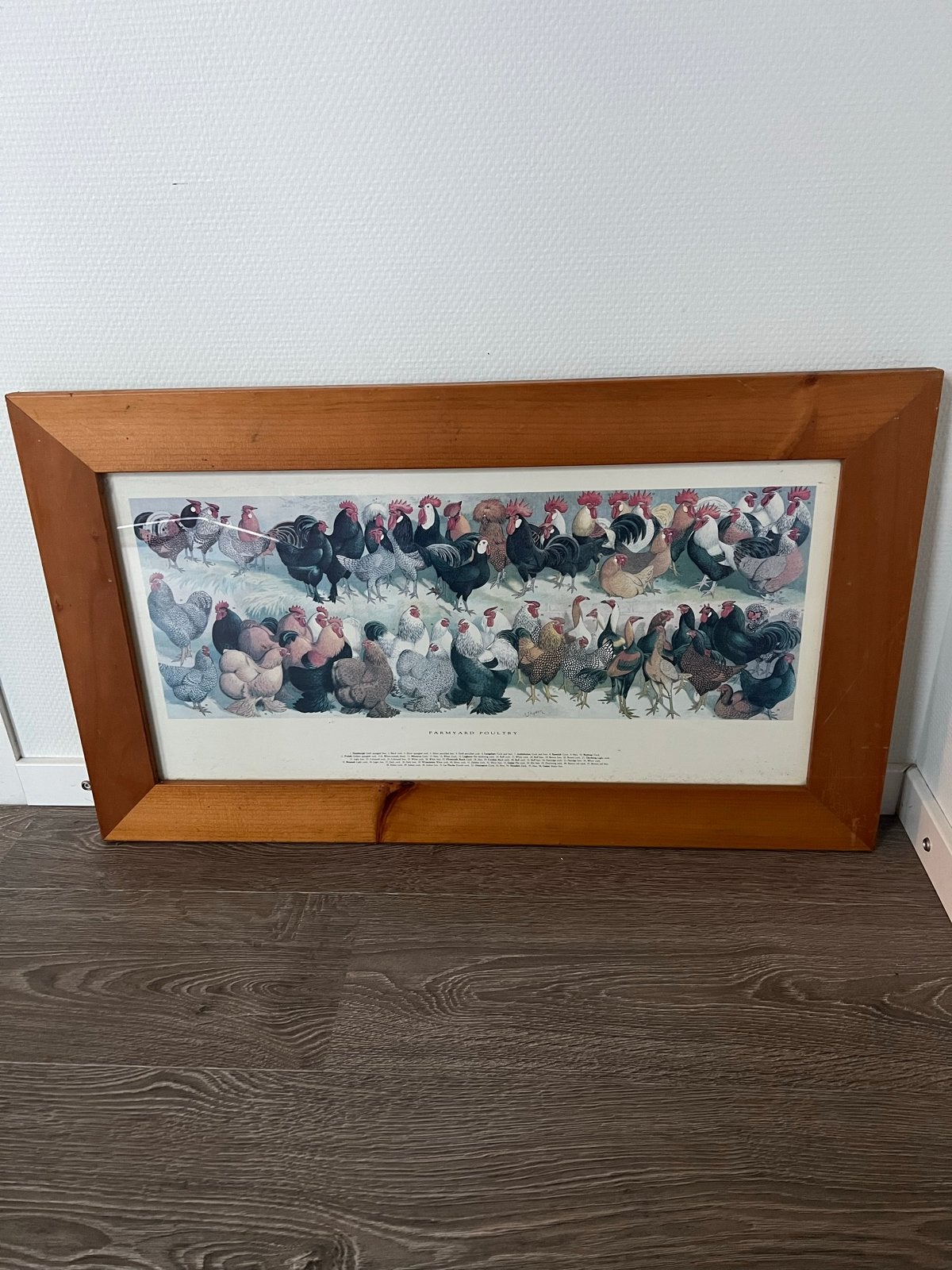 Vintage print van kippen en hanen in houten lijst, Ophalen, Dieren, Print, Papier