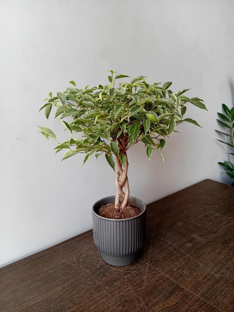 Kamerplant 40cm ficus bonsai, Ophalen, Overige soorten, Halfschaduw, In pot