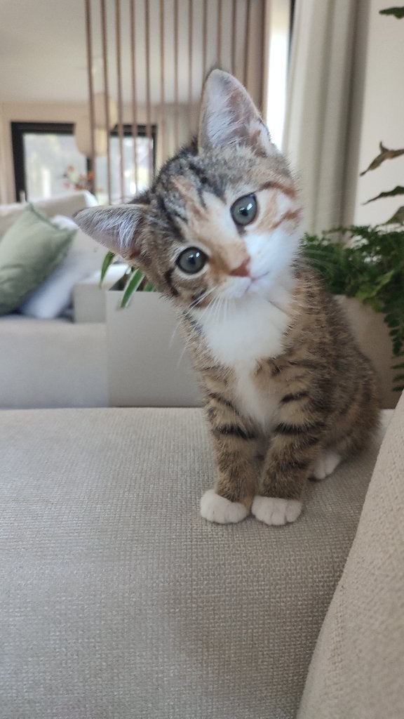 Twee kittens (vrouwtjes) zoeken samen een leuk huisje, Poes, Kortharig, 0 tot 2 jaar